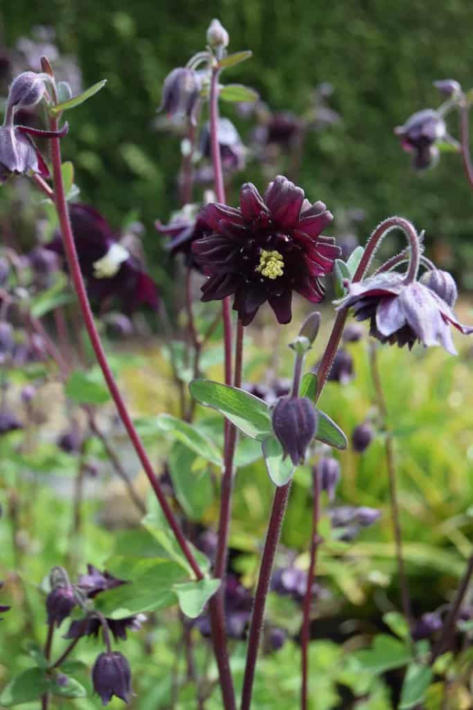 Aquilegia vulgaris var. stellata 'Black Barlow' ---